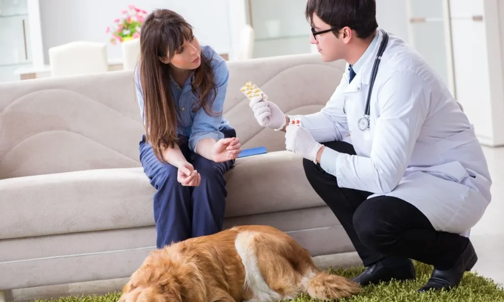 Pet insurance with wellness coverage helping pets receive preventive veterinary care and comprehensive health protection.