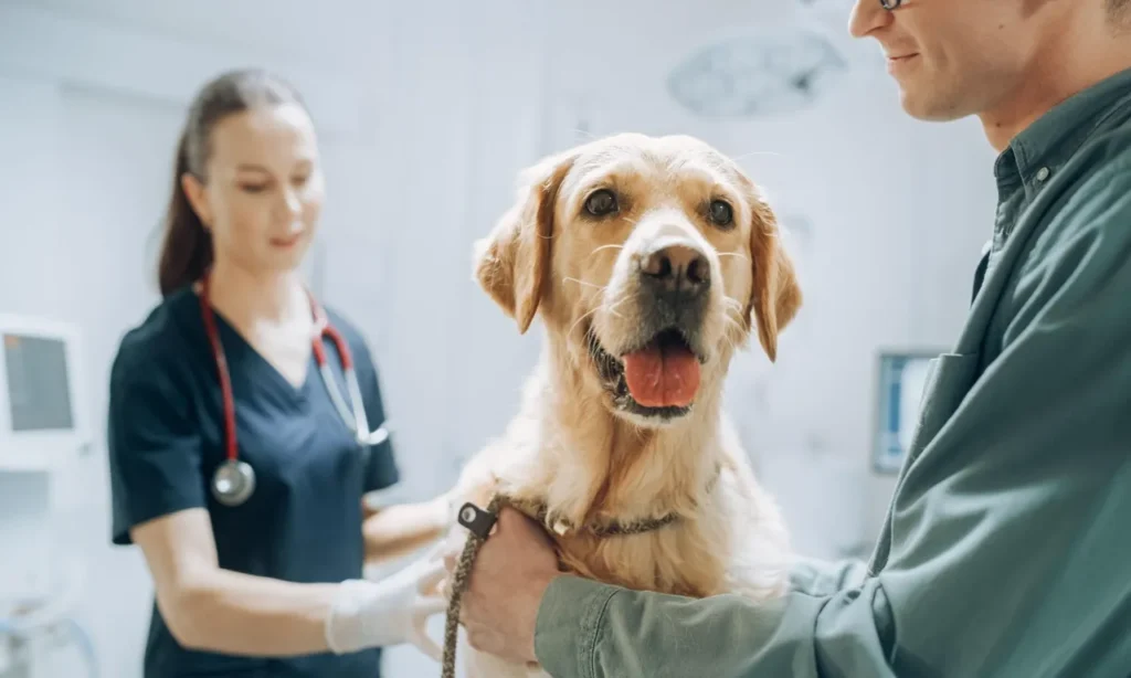 Best pet insurance for dogs helping owners protect pets with comprehensive veterinary coverage.